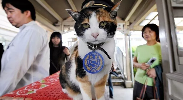 Кошка Тама в шляпе на станции Киси
