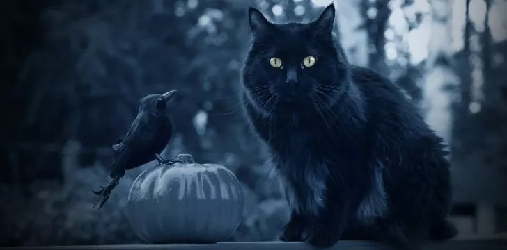 Черная кошка и черный дрозд