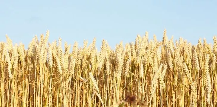 Сухие пшеничные поля
