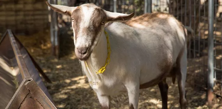 Ученые генетически модифицировали коз, чтобы они пряли паучий шелк из своего вымени