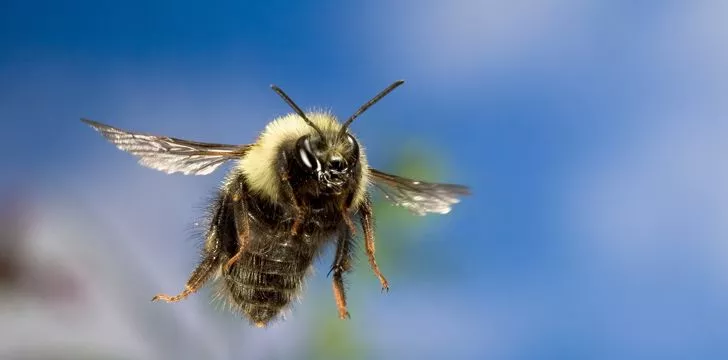 Пчелы могут летать выше Эвереста!