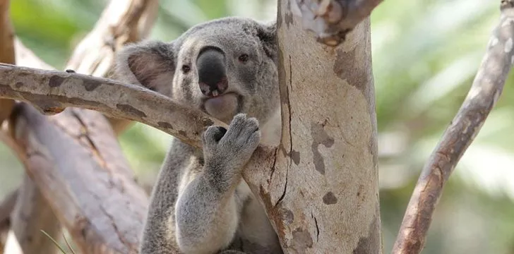 У коал уникальные отпечатки пальцев