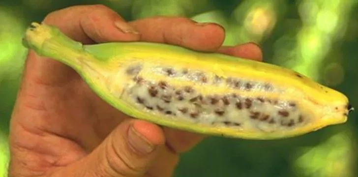 Натуральные бананы содержат внутри себя семена, некоторые из которых занимают большую часть банана!