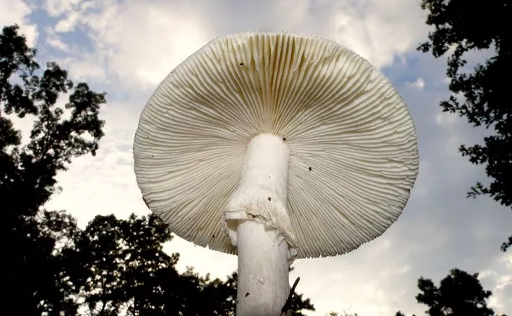 До появления деревьев Земля была покрыта гигантскими белыми грибами