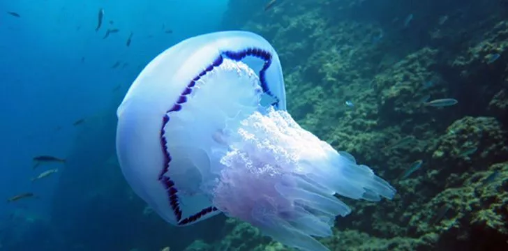 Медузы на 95 % состоят из воды