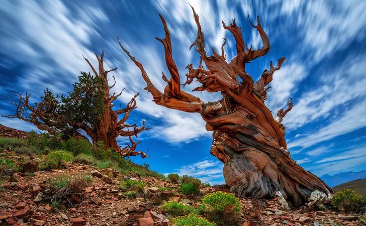 В калифорнийских Белых горах растут деревья, которые старше истории