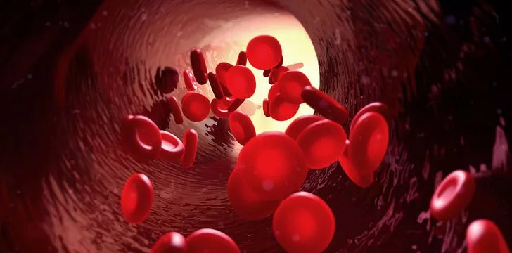 Примерно половину человеческого тела составляют красные кровяные тельца