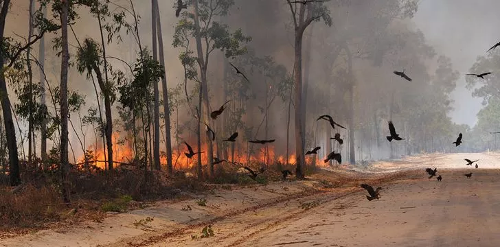 Три вида австралийских птиц намеренно разжигают лесные пожары