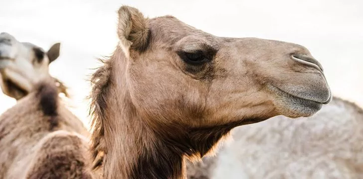 Верблюды на самом деле не хранят воду в своих горбах