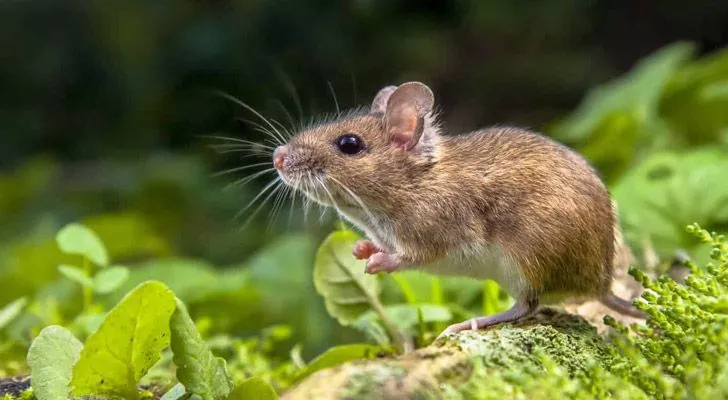 Когда мыши живут в дикой природе, они, как правило, живут всего шесть месяцев