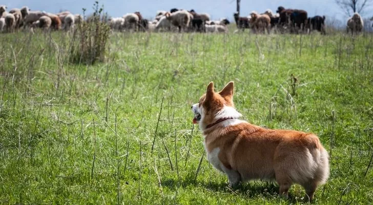 Собака породы корги смотрит через поле на овец