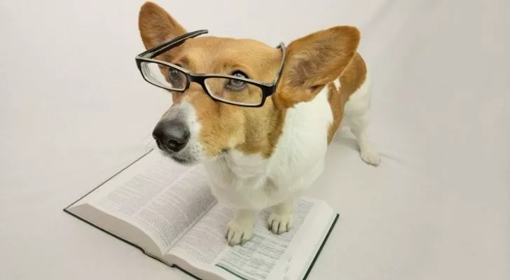 Корги в очках, помогающих ей читать