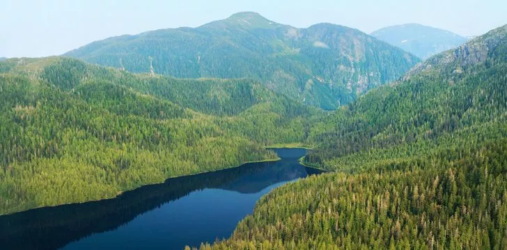 На Аляске расположен самый большой национальный лес в США