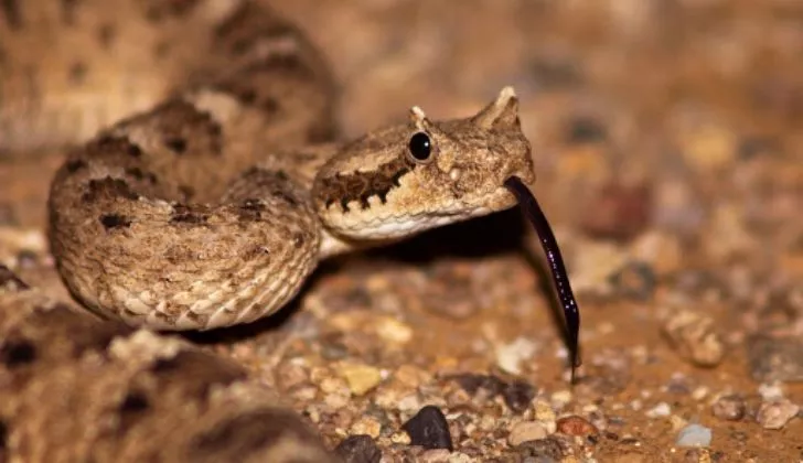 В Аризоне обитает множество ядовитых змей