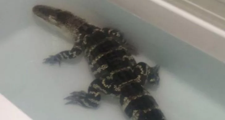 Аллигатор, прохлаждающийся в ванне