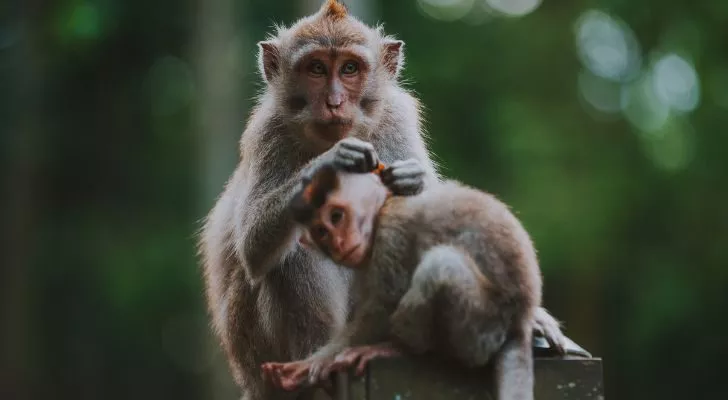 Две обезьяны макаки ухаживают друг за другом