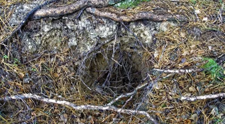 Барсучья нора, которая также известна как гнездо