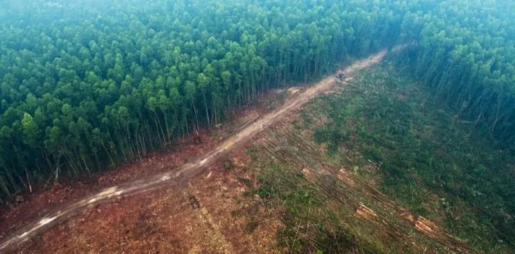 Разрушительные последствия вырубки лесов