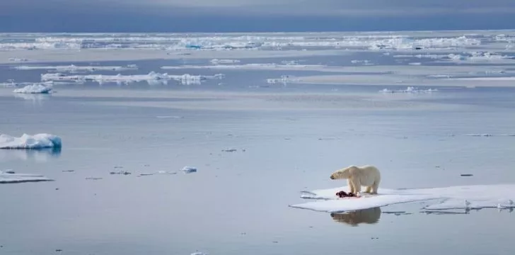 Белый медведь застрял на маленьком плавучем куске льда