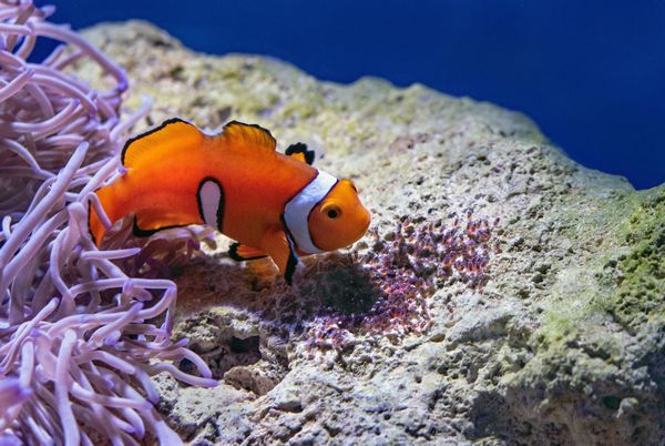 16 забавных фактов о рыбах-клоунах Рыбу-клоуна можно содержать