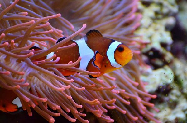 16 интересных фактов о рыбах-клоунах Тысяча яиц на кораллах