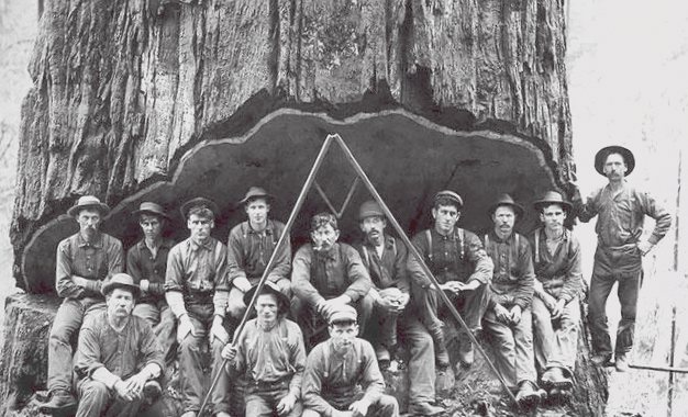 В начале XX века лесорубы валили деревья, используя только ручные инструменты