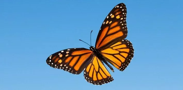 Факты о бабочке Монарх