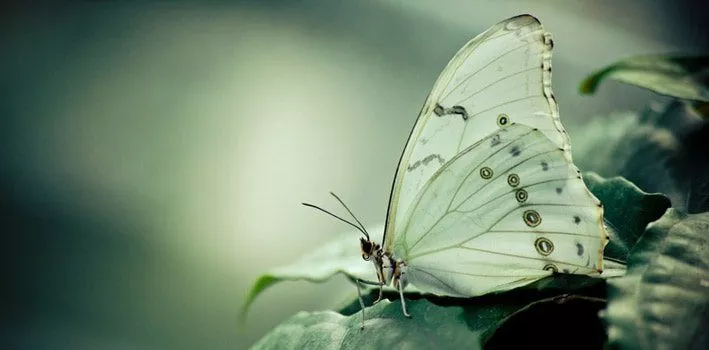30 красивых фактов о бабочках