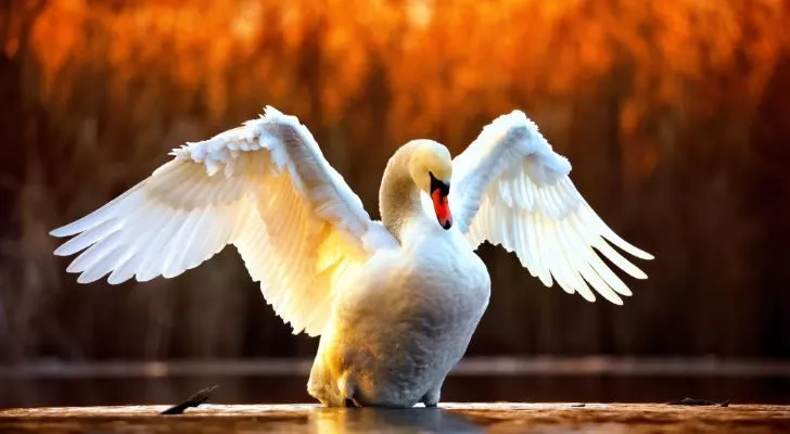 Белый лебедь расправляет крылья