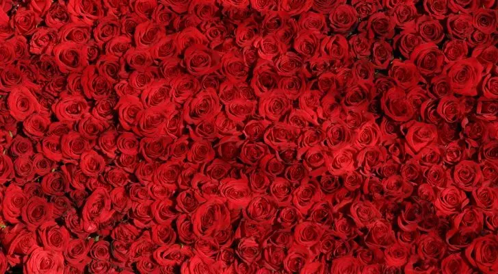 Яркие красные розы