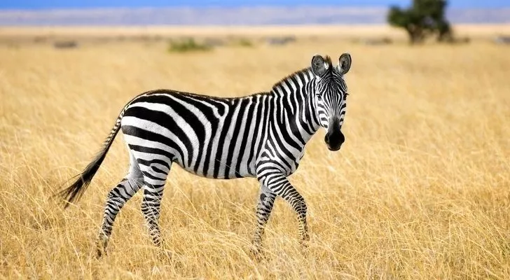 Зебра, стоящая на сухой траве