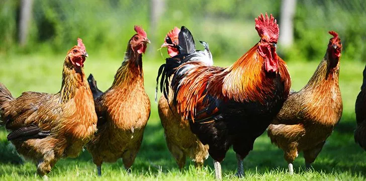 Факты, которые вы не знали о цыплятах