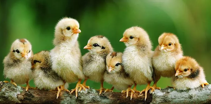 50 фактов о курицах, которые взъерошат ваши перья