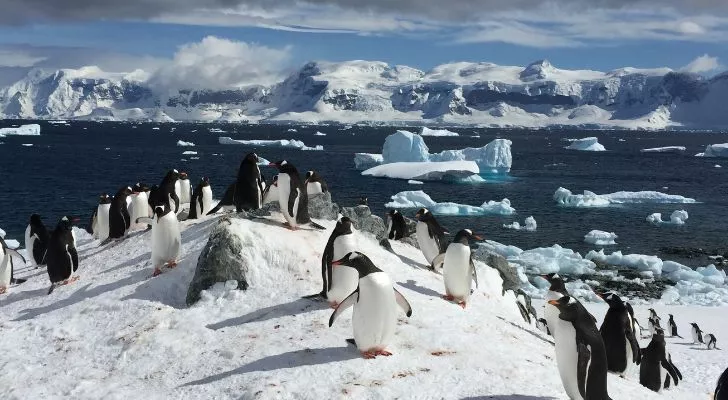 Пингвины на заснеженных холодных землях Антарктиды