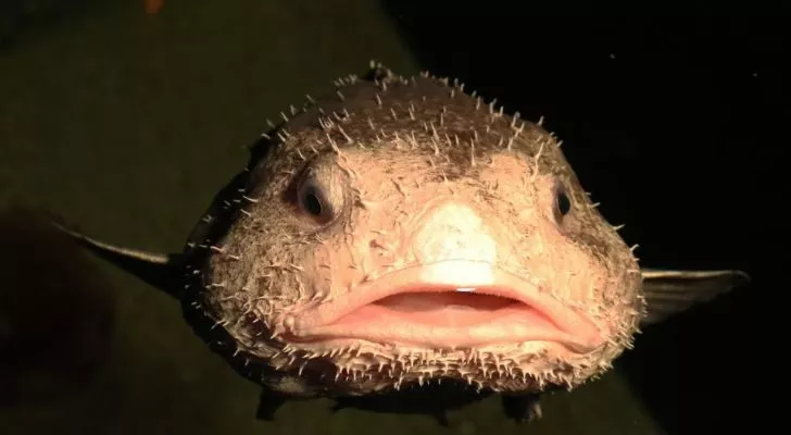 У рыб-шаров нет зубов