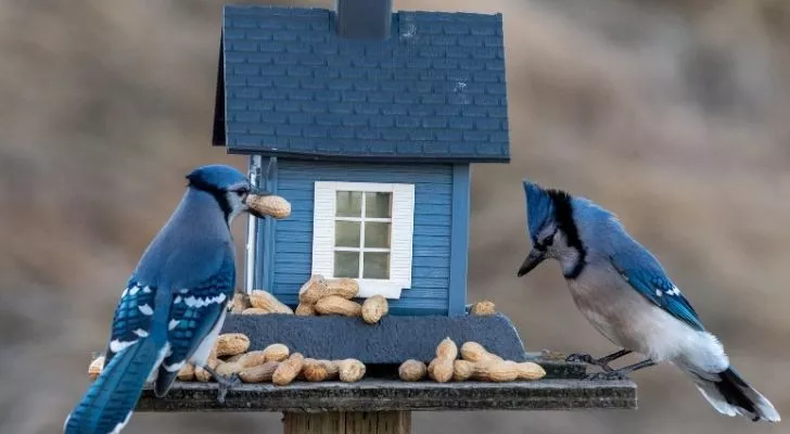 Две голубые сойки стоят на птичьем домике