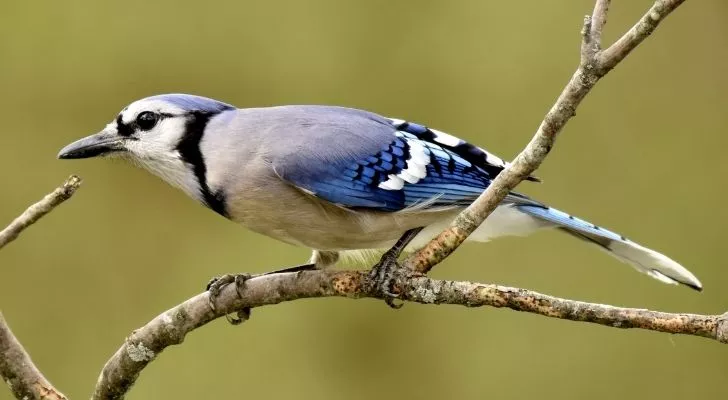 Птицы голубые сойки имели большое значение для коренных американцев