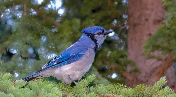 Птица голубая сойка, сидящая на ветке дерева