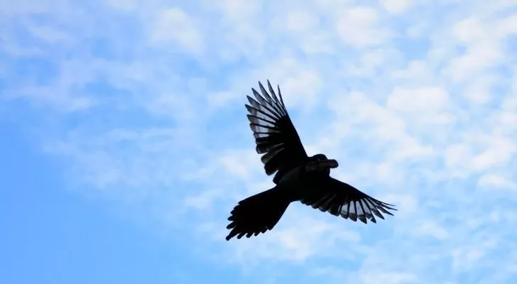 Мигрирующая птица голубая сойка