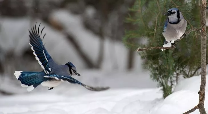 Летящая птица голубая сойка