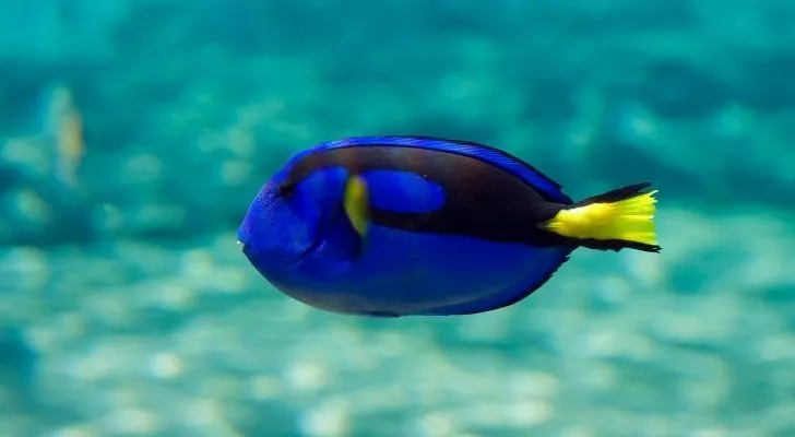 Голубой танг плавает в прозрачных голубых водах