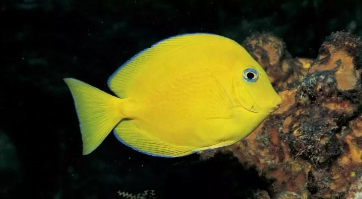 Молодая рыбка желтоперый голубой танг