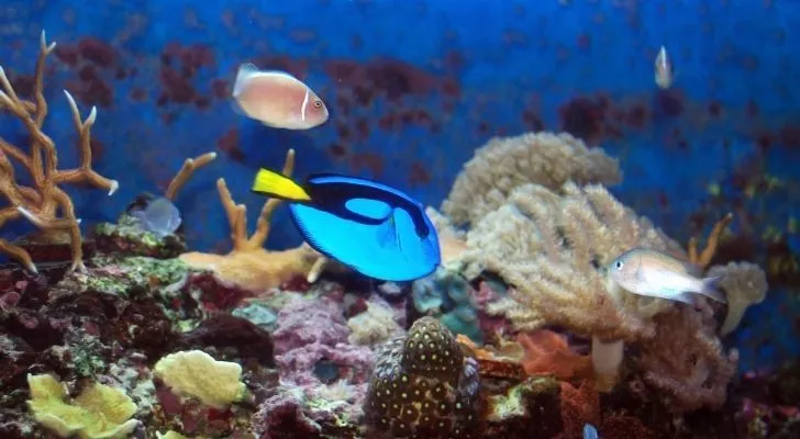 Голубой танг плавает вокруг живого и красочного рифа