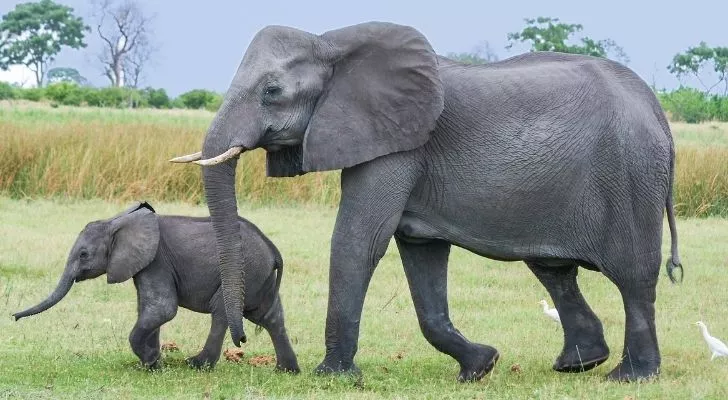 Молодой и пожилой слоны прогуливаются
