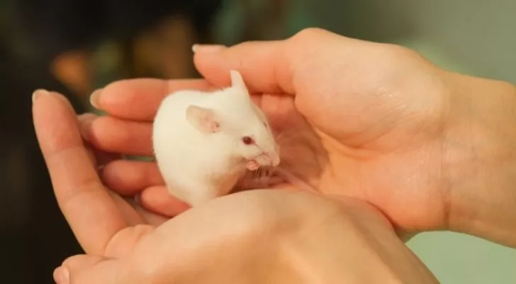 Маленькая белая мышка на чьих-то руках