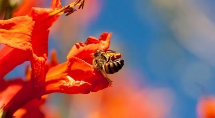 Пчела сидит на цветке