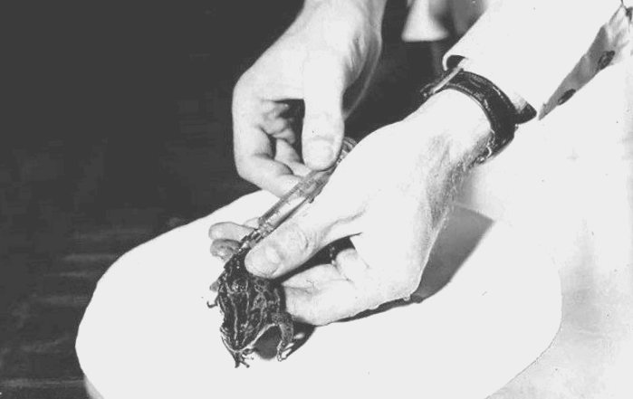 К 1960-м годам врачи использовали жаб в качестве подопытного материала