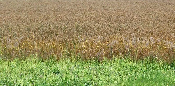 Зерно против травы