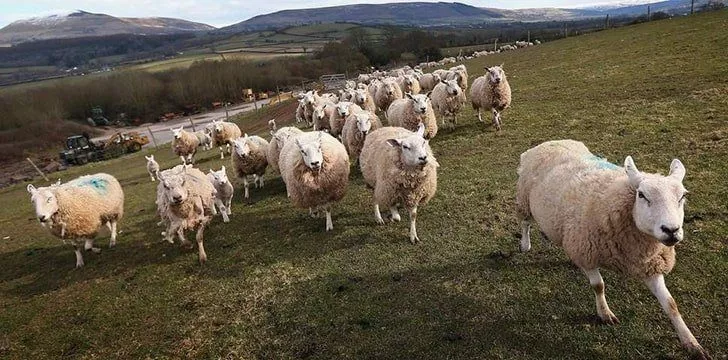 Овца 'Отметить и отпустить'