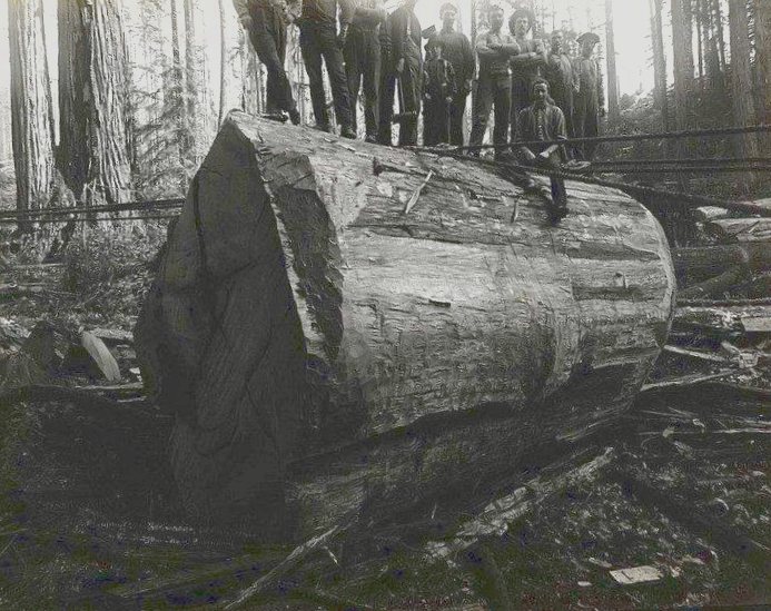 Калифорнийские лесорубы: как вырубались самые большие деревья Америки